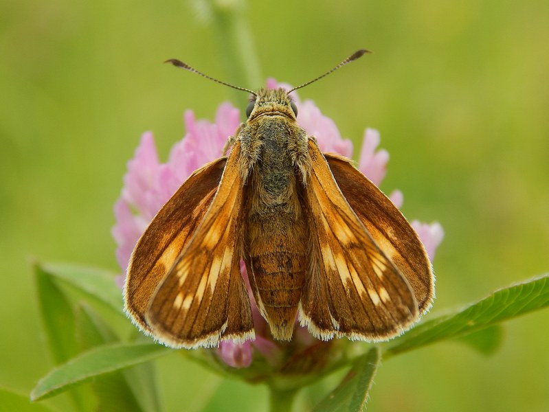 Ochlodes sylvanus?
